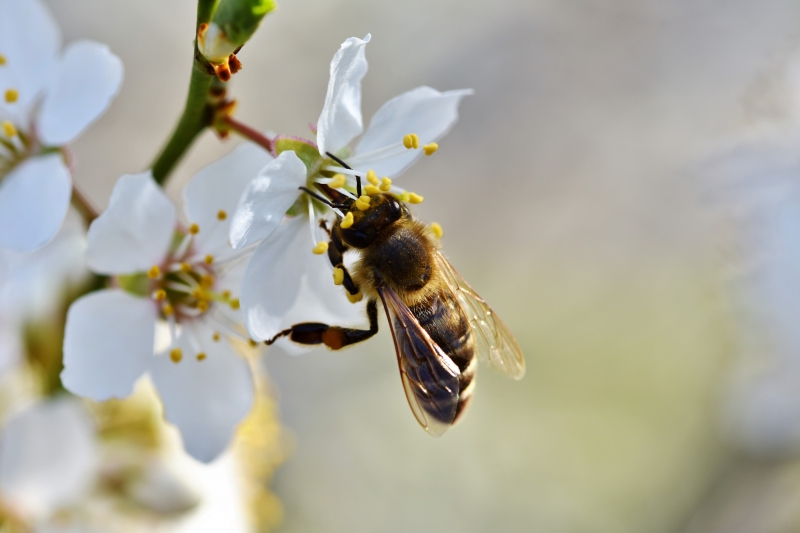 jardinerie-MASSOINS-min_bee-4092986